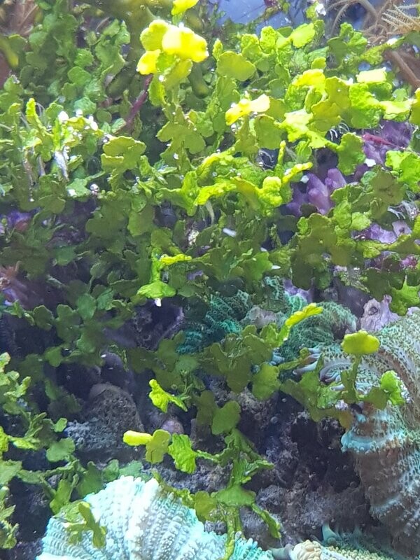 Halimeda copiosa - Kalkgrünalge