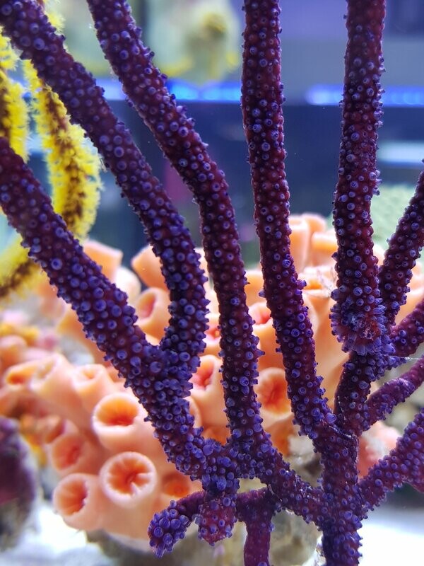 Echinogorgia spezies - Meerespeitsche rot/pink/lila