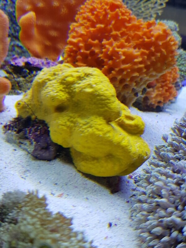 Haliclona spezies - Gelber Schwamm Ableger Spongebob