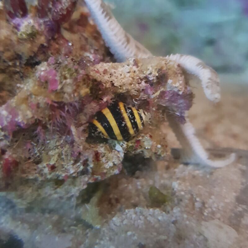 Hummel Schnecke