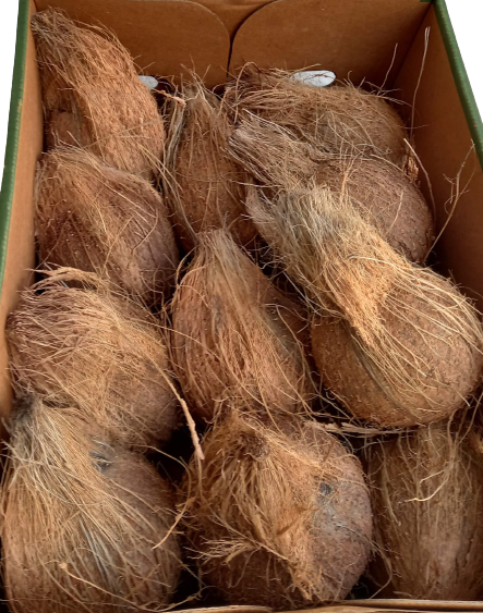 LM Coconut with husk (Kokonuss mit schale) LM Coconut with husk (Kokonuss mit schale)