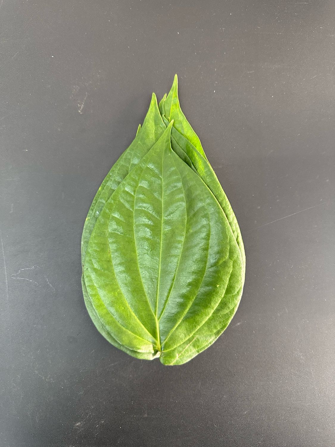 Betel Leaf (Paan Patta)