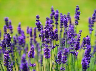 Zitrone-Lavendel-Crema Essig Zitrone-Lavendel-Crema Essig