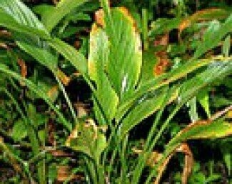 Condi Frutta Curcuma-Pfeffer Condi Frutta Curcuma-Pfeffer