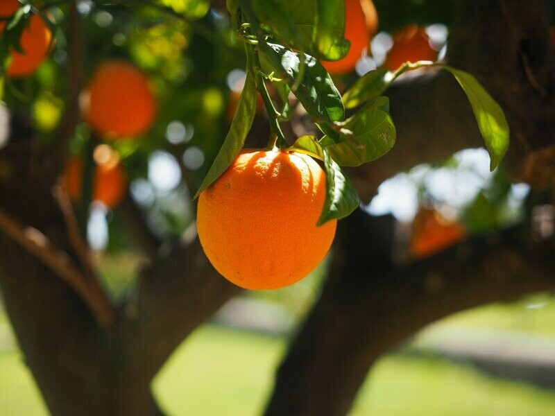 Orangen Olivenöl Siziliana Orangen Olivenöl Siziliana