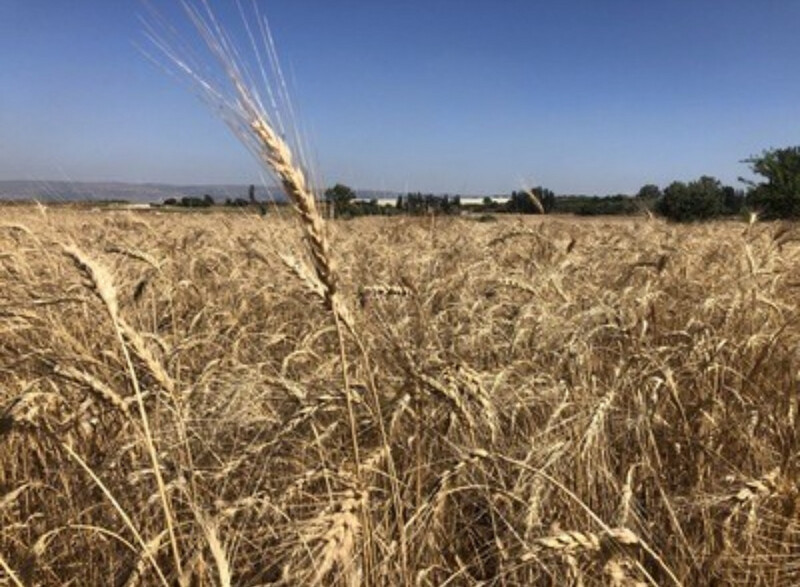 BUSIATE DI TUMMINIA 500 gr