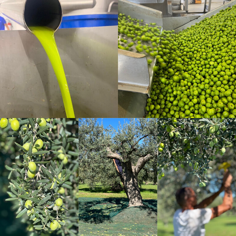 OLIO NUOVO 2025/2026 EXTRA VERGINE DI OLIVA TONDA IBLEA PANTAREI 500ML BIOLOGICO