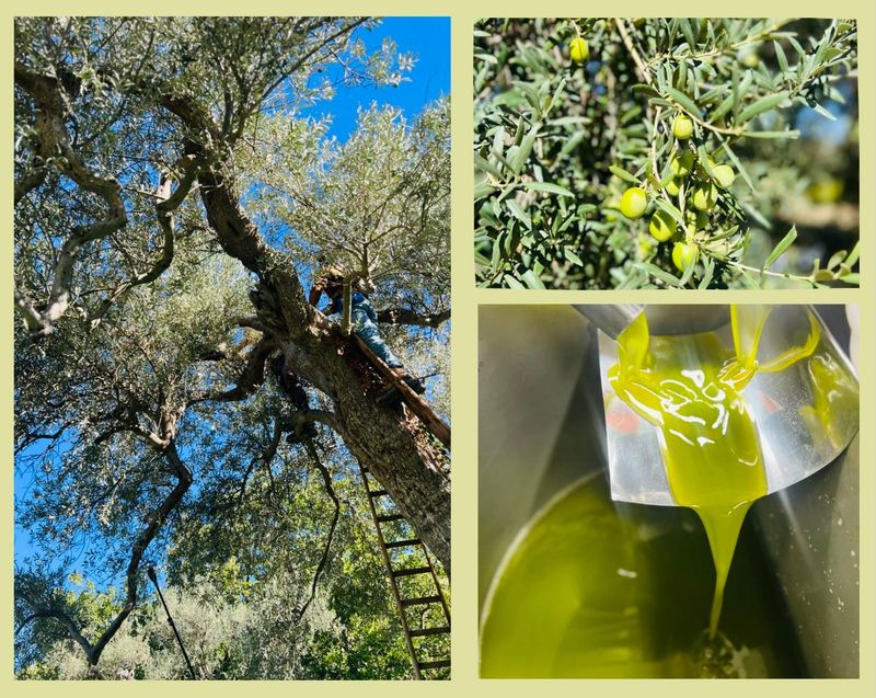 OLIO NUOVO 2025/2026 EXTRA VERGINE DI OLIVA NOCELLARA DEL BELICE E NOCELLARA ETNEA GHETA 1,5 LT BIOLOGICO- POUCH