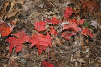Fall Leaves Background Photo