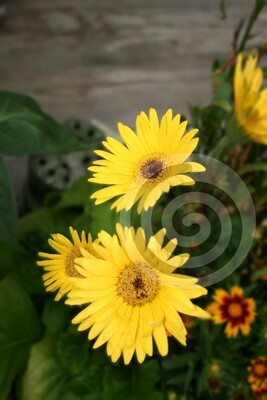 Art &amp; Photography