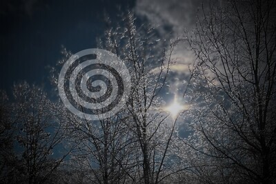 Tree &amp; Ice and Sun Glare Photo Digital Download File!