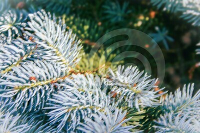 Evergreen Close Up