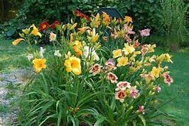 Day Lilies