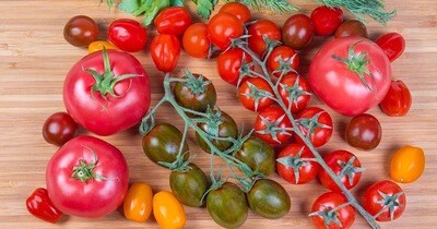 Hybrid Tomatoes