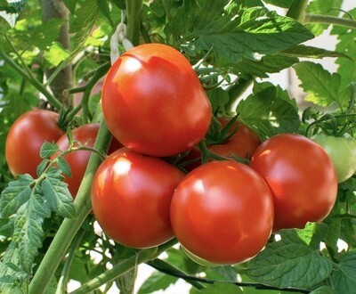 Tomatoes