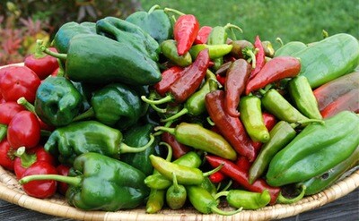 Hybrid Peppers