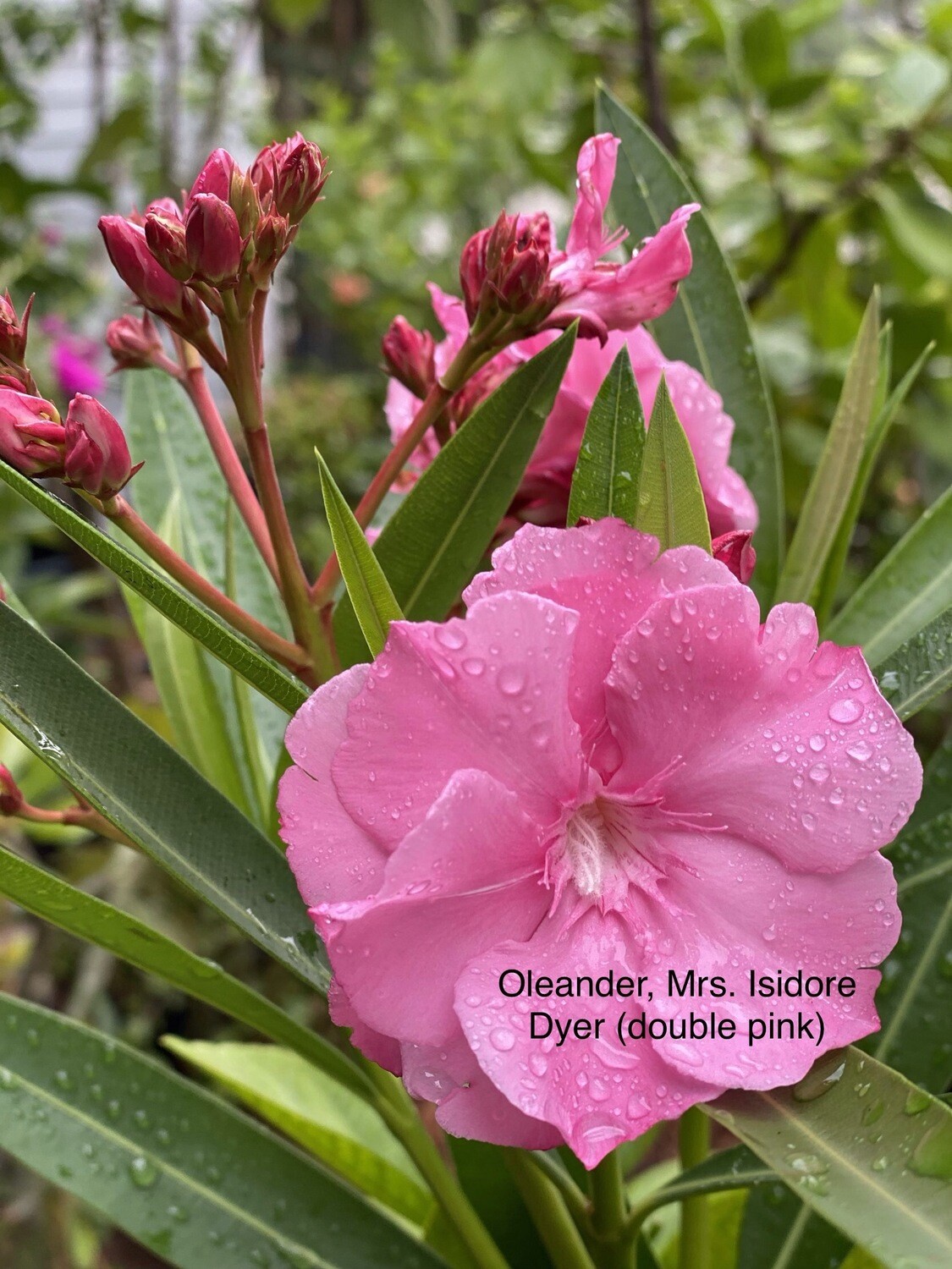 Oleander “Mrs. Isidore Dyer”