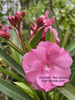 Oleander “Mrs. Isidore Dyer”
