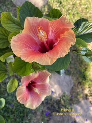 Tropical Hibiscuses
