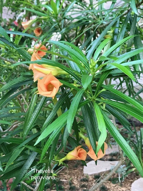 Thevetia peruviana