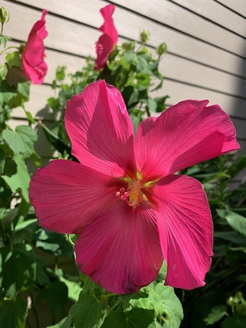 Hardy Hibiscus Hot Pink