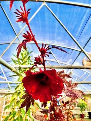 Cranberry Hibiscus