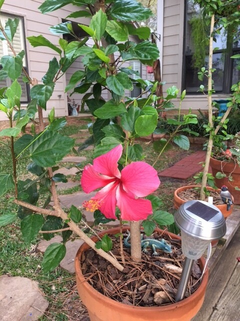 Hibiscus “Cabo Red&quot;