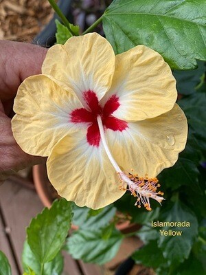 Hibiscus “Islamorada Yellow&quot;
