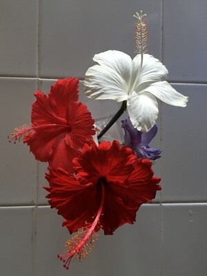 Hibiscus &quot;Key West White&quot;