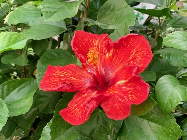 Hibiscus &quot;Moody Red&quot;