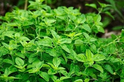 Greek Oregano
