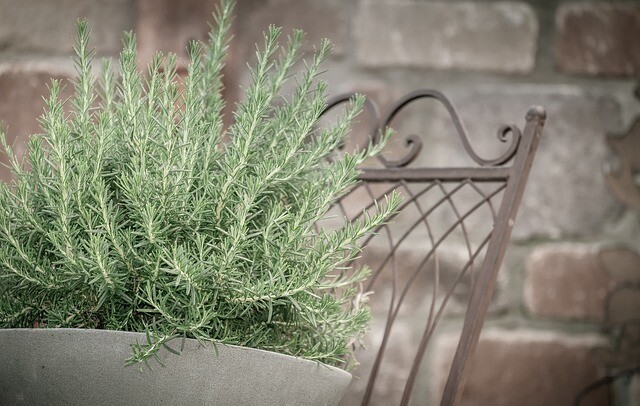 Prostrate Rosemary