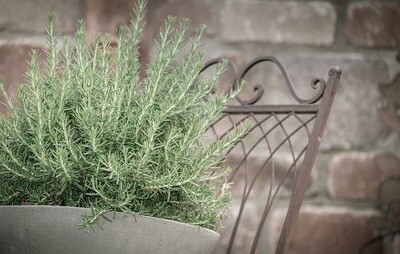 Prostrate Rosemary
