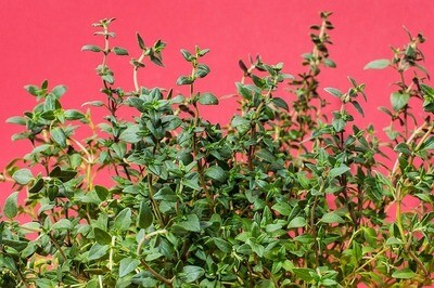 English Thyme