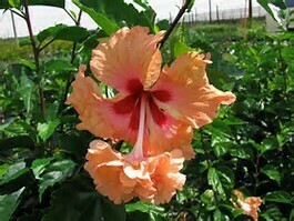 Hibiscus &quot;Pagoda&quot;