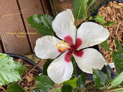 Hibiscus &quot;Treasure Island Cream&quot;