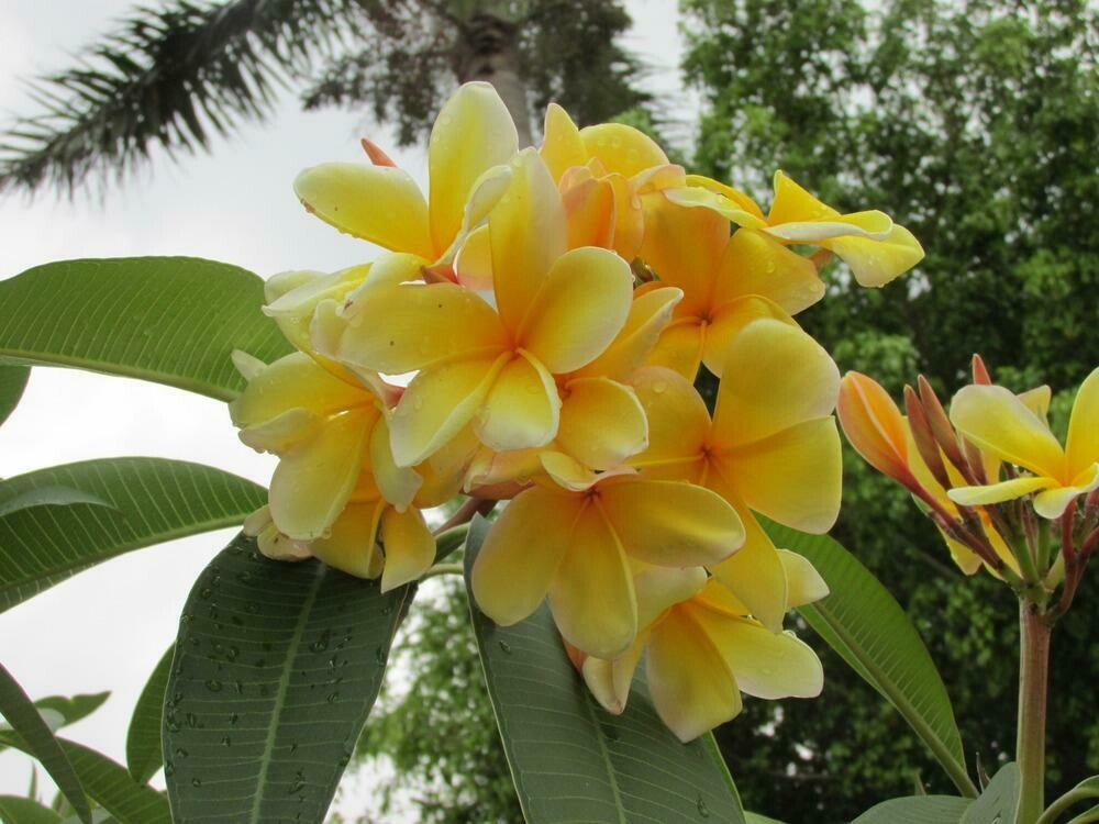 Plumeria "Aztec Gold"