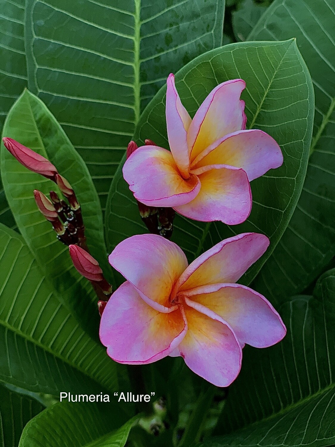 Plumeria "Allure"