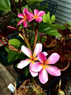 Plumeria “Cancun Pink”