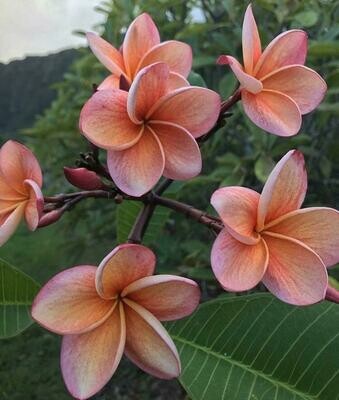 Plumeria “India”