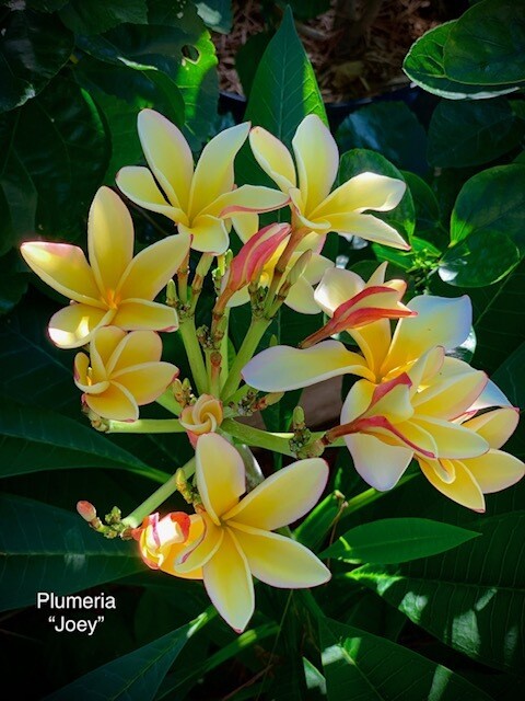 Plumeria "Joey J."