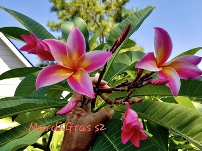 Plumeria "Mardi Gras"