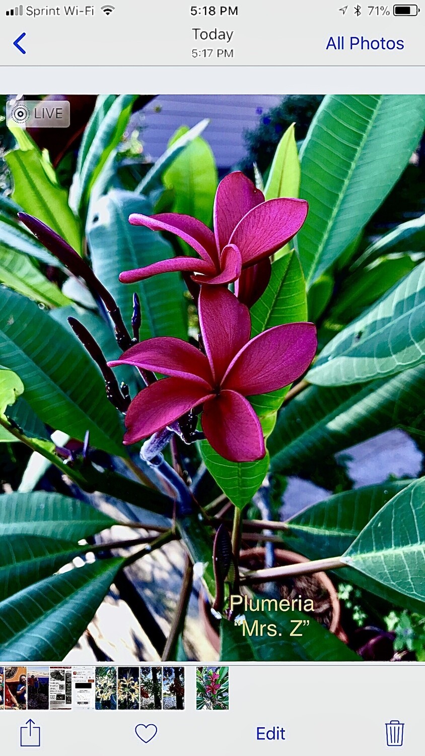 Plumeria "Mrs. Z"