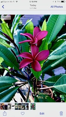 Plumeria "Mrs. Z"