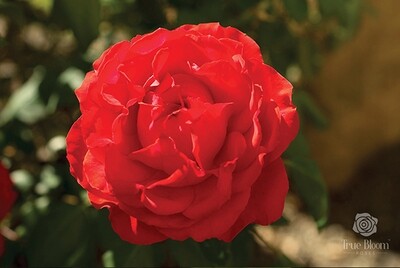 Rose, “True Passion”