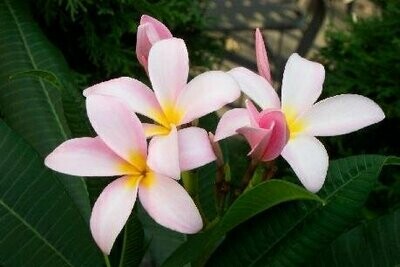 Plumeria “Slaughter Pink"