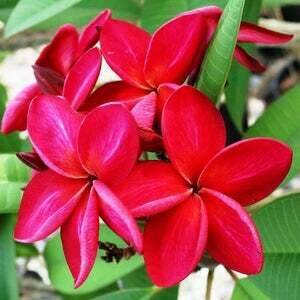 Plumeria "San Pedro Red"