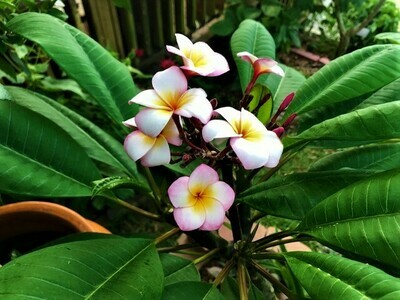 Plumeria "Thumbalina"