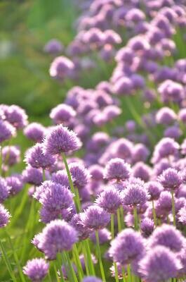 Chives, Onion