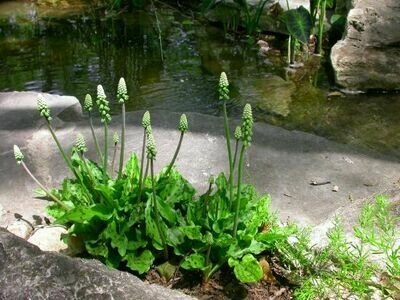 African False Hosta